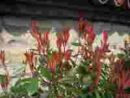Photinia fraseri Red Robin